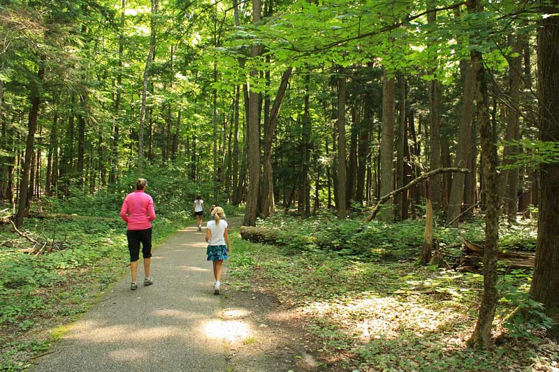 futher along the hartwick pines trail